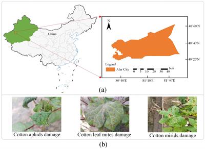 Residual swin transformer for classifying the types of cotton pests in complex background